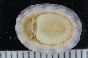  ( - ZMBN_125249)  @11 [ ] CreativeCommons - Attribution Non-Commercial Share-Alike (2018) University of Bergen Natural History Collections