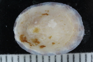  ( - ZMBN_125249)  @11 [ ] CreativeCommons - Attribution Non-Commercial Share-Alike (2018) University of Bergen Natural History Collections