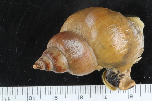  ( - ZMBN_125285)  @11 [ ] CreativeCommons - Attribution Non-Commercial Share-Alike (2018) University of Bergen Natural History Collections