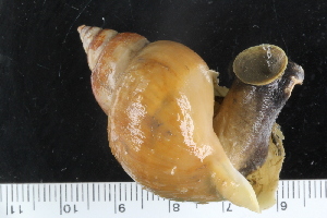  ( - ZMBN_125285)  @11 [ ] CreativeCommons - Attribution Non-Commercial Share-Alike (2018) University of Bergen Natural History Collections