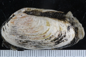  (Mya cf. arenaria - ZMBN_125302)  @11 [ ] CreativeCommons - Attribution Non-Commercial Share-Alike (2018) University of Bergen Natural History Collections