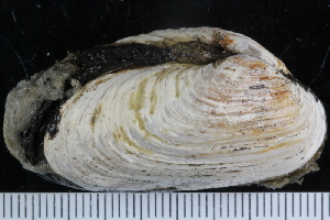  ( - ZMBN_125302)  @11 [ ] CreativeCommons - Attribution Non-Commercial Share-Alike (2018) University of Bergen Natural History Collections
