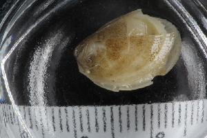  (Lima loscombi - ZMBN_125329)  @11 [ ] CreativeCommons - Attribution Non-Commercial Share-Alike (2018) University of Bergen Natural History Collections