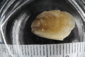  ( - ZMBN_125329)  @11 [ ] CreativeCommons - Attribution Non-Commercial Share-Alike (2018) University of Bergen Natural History Collections