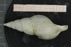  ( - ZMBN_126436)  @11 [ ] CreativeCommons - Attribution Non-Commercial Share-Alike (2019) University of Bergen University of Bergen, Natural History Collections