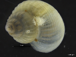  ( - ZMBN_126440)  @11 [ ] CreativeCommons - Attribution Non-Commercial Share-Alike (2019) University of Bergen University of Bergen, Natural History Collections