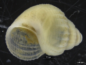  ( - ZMBN_126444)  @11 [ ] CreativeCommons - Attribution Non-Commercial Share-Alike (2019) University of Bergen University of Bergen, Natural History Collections