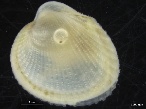  ( - ZMBN_126462)  @11 [ ] CreativeCommons - Attribution Non-Commercial Share-Alike (2019) University of Bergen University of Bergen, Natural History Collections