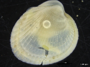  ( - ZMBN_126462)  @11 [ ] CreativeCommons - Attribution Non-Commercial Share-Alike (2019) University of Bergen University of Bergen, Natural History Collections