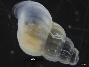  ( - ZMBN_126467)  @11 [ ] CreativeCommons - Attribution Non-Commercial Share-Alike (2019) University of Bergen University of Bergen, Natural History Collections
