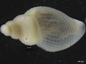  ( - ZMBN_126472)  @11 [ ] CreativeCommons - Attribution Non-Commercial Share-Alike (2019) University of Bergen University of Bergen, Natural History Collections