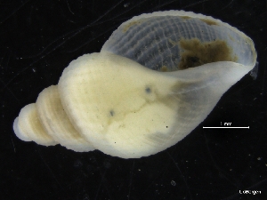 ( - ZMBN_126472)  @11 [ ] CreativeCommons - Attribution Non-Commercial Share-Alike (2019) University of Bergen University of Bergen, Natural History Collections