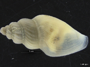  ( - ZMBN_126475)  @11 [ ] CreativeCommons - Attribution Non-Commercial Share-Alike (2019) University of Bergen University of Bergen, Natural History Collections