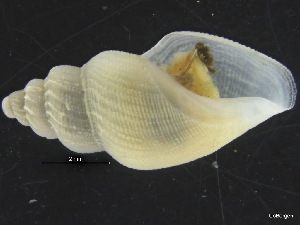  ( - ZMBN_126475)  @11 [ ] CreativeCommons - Attribution Non-Commercial Share-Alike (2019) University of Bergen University of Bergen, Natural History Collections