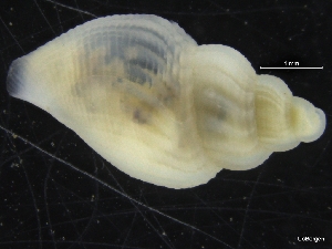  ( - ZMBN_126476)  @11 [ ] CreativeCommons - Attribution Non-Commercial Share-Alike (2019) University of Bergen University of Bergen, Natural History Collections