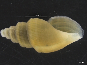  ( - ZMBN_126478)  @11 [ ] CreativeCommons - Attribution Non-Commercial Share-Alike (2019) University of Bergen University of Bergen, Natural History Collections