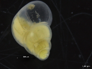  ( - ZMBN_126485)  @11 [ ] CreativeCommons - Attribution Non-Commercial Share-Alike (2019) University of Bergen University of Bergen, Natural History Collections