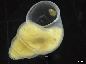  ( - ZMBN_126485)  @11 [ ] CreativeCommons - Attribution Non-Commercial Share-Alike (2019) University of Bergen University of Bergen, Natural History Collections