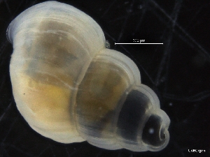  ( - ZMBN_126494)  @11 [ ] CreativeCommons - Attribution Non-Commercial Share-Alike (2019) University of Bergen University of Bergen, Natural History Collections