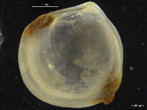  ( - ZMBN_126507)  @11 [ ] CreativeCommons - Attribution Non-Commercial Share-Alike (2019) University of Bergen University of Bergen, Natural History Collections