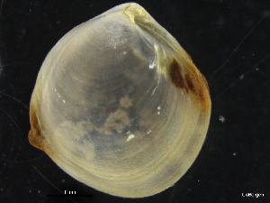  ( - ZMBN_126507)  @11 [ ] CreativeCommons - Attribution Non-Commercial Share-Alike (2019) University of Bergen University of Bergen, Natural History Collections