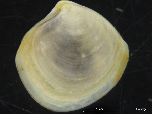  ( - ZMBN_126511)  @11 [ ] CreativeCommons - Attribution Non-Commercial Share-Alike (2019) University of Bergen University of Bergen, Natural History Collections