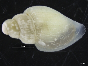  ( - ZMBN_126563)  @11 [ ] CreativeCommons - Attribution Non-Commercial Share-Alike (2019) University of Bergen University of Bergen, Natural History Collections
