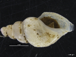  ( - ZMBN_126565)  @11 [ ] CreativeCommons - Attribution Non-Commercial Share-Alike (2019) University of Bergen University of Bergen, Natural History Collections