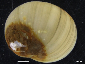  ( - ZMBN_126622)  @11 [ ] CreativeCommons - Attribution Non-Commercial Share-Alike (2019) University of Bergen University of Bergen, Natural History Collections