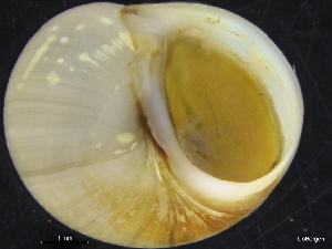  ( - ZMBN_126622)  @11 [ ] CreativeCommons - Attribution Non-Commercial Share-Alike (2019) University of Bergen University of Bergen, Natural History Collections