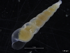  (Gastropoda sp. TA-2 - ZMBN_126664)  @11 [ ] CreativeCommons - Attribution Non-Commercial Share-Alike (2019) University of Bergen University of Bergen, Natural History Collections