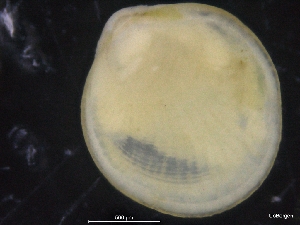  ( - ZMBN_129870)  @11 [ ] CreativeCommons - Attribution Non-Commercial Share-Alike (2019) University of Bergen University of Bergen, Natural History Collections