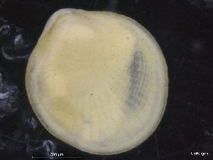  ( - ZMBN_129870)  @11 [ ] CreativeCommons - Attribution Non-Commercial Share-Alike (2019) University of Bergen University of Bergen, Natural History Collections