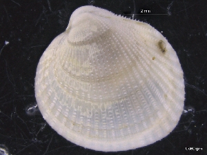  ( - ZMBN_129927)  @11 [ ] CreativeCommons - Attribution Non-Commercial Share-Alike (2019) University of Bergen University of Bergen, Natural History Collections