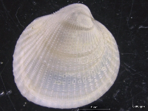  ( - ZMBN_129927)  @11 [ ] CreativeCommons - Attribution Non-Commercial Share-Alike (2019) University of Bergen University of Bergen, Natural History Collections