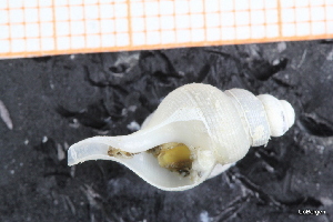  ( - ZMBN_129958)  @11 [ ] CreativeCommons - Attribution Non-Commercial Share-Alike (2019) University of Bergen University of Bergen, Natural History Collections