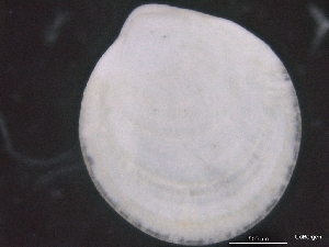  ( - ZMBN_129986)  @11 [ ] CreativeCommons - Attribution Non-Commercial Share-Alike (2019) University of Bergen University of Bergen, Natural History Collections