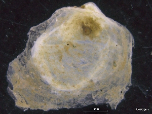  ( - ZMBN_129993)  @11 [ ] CreativeCommons - Attribution Non-Commercial Share-Alike (2019) University of Bergen University of Bergen, Natural History Collections