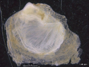  ( - ZMBN_129993)  @11 [ ] CreativeCommons - Attribution Non-Commercial Share-Alike (2019) University of Bergen University of Bergen, Natural History Collections