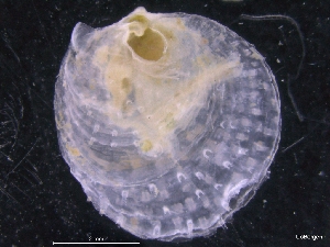  ( - ZMBN_129995)  @11 [ ] CreativeCommons - Attribution Non-Commercial Share-Alike (2019) University of Bergen University of Bergen, Natural History Collections