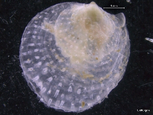  ( - ZMBN_129995)  @11 [ ] CreativeCommons - Attribution Non-Commercial Share-Alike (2019) University of Bergen University of Bergen, Natural History Collections