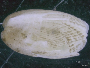  (Limatula sulcata - ZMBN_130020)  @11 [ ] CreativeCommons - Attribution Non-Commercial Share-Alike (2019) University of Bergen University of Bergen, Natural History Collections