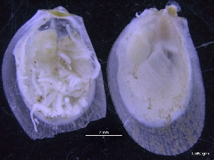  ( - ZMBN_130042)  @11 [ ] CreativeCommons - Attribution Non-Commercial Share-Alike (2019) University of Bergen University of Bergen, Natural History Collections