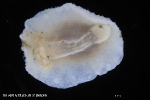  ( - ZMBN_139618)  @11 [ ] Creative Commons BY NC SA (2021) University of Bergen Natural History Collections