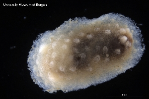  ( - ZMBN_139621)  @11 [ ] Creative Commons BY NC SA (2021) University of Bergen Natural History Collections