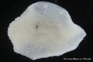  ( - ZMBN_139636)  @11 [ ] Creative Commons BY NC SA (2021) University of Bergen Natural History Collections