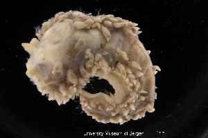  ( - ZMBN_139653)  @11 [ ] Creative Commons BY NC SA (2021) University of Bergen Natural History Collections