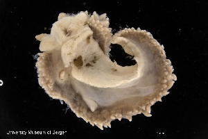  ( - ZMBN_139653)  @11 [ ] Creative Commons BY NC SA (2021) University of Bergen Natural History Collections