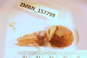  ( - ZMBN_157799)  @11 [ ] Creative Commons BY SA (2023) University of Bergen Natural History Collections