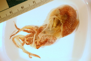  ( - ZMBN_157801)  @11 [ ] Creative Commons BY SA (2023) University of Bergen Natural History Collections
